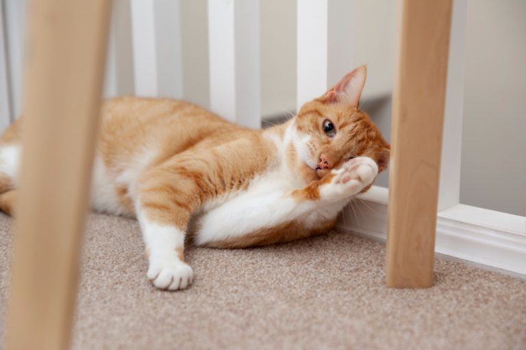 cat room