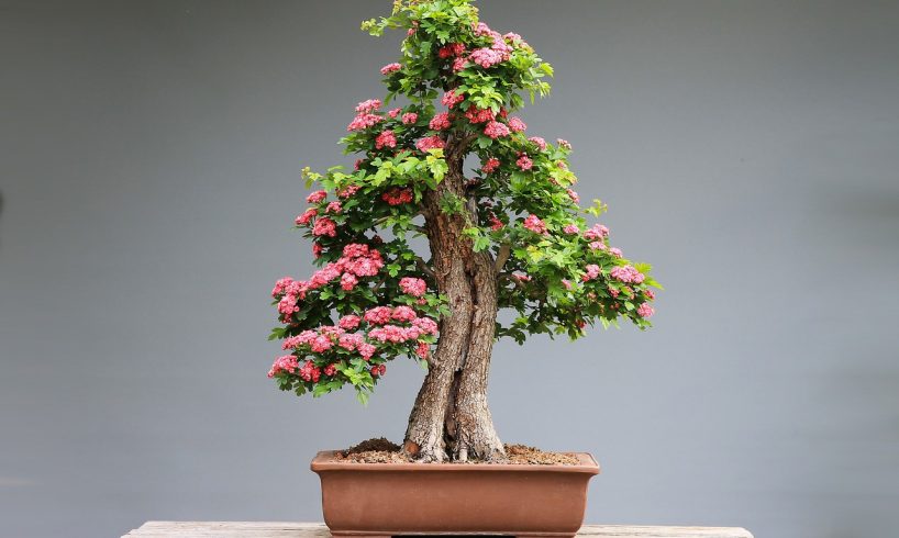 bonsai