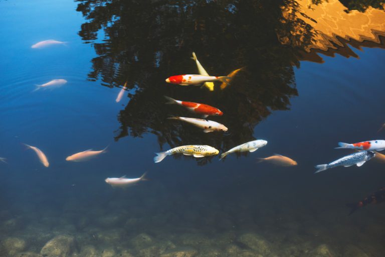 menjaga ikan