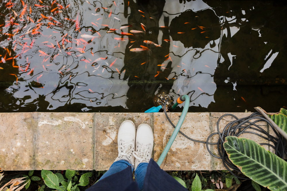 kolam ikan outdoor