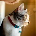 Tips memakaikan kalung kucing