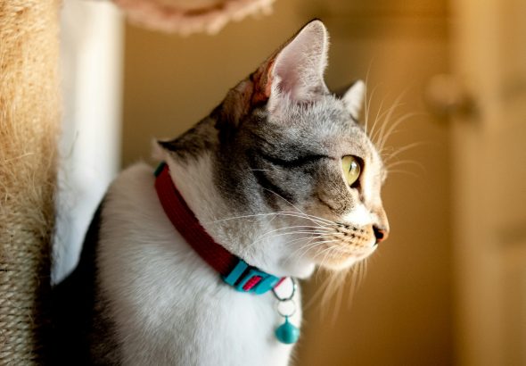 Tips memakaikan kalung kucing