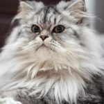 Kucing persia