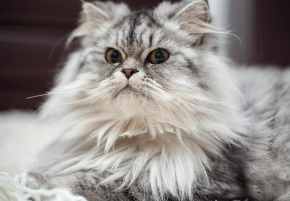 Kucing persia