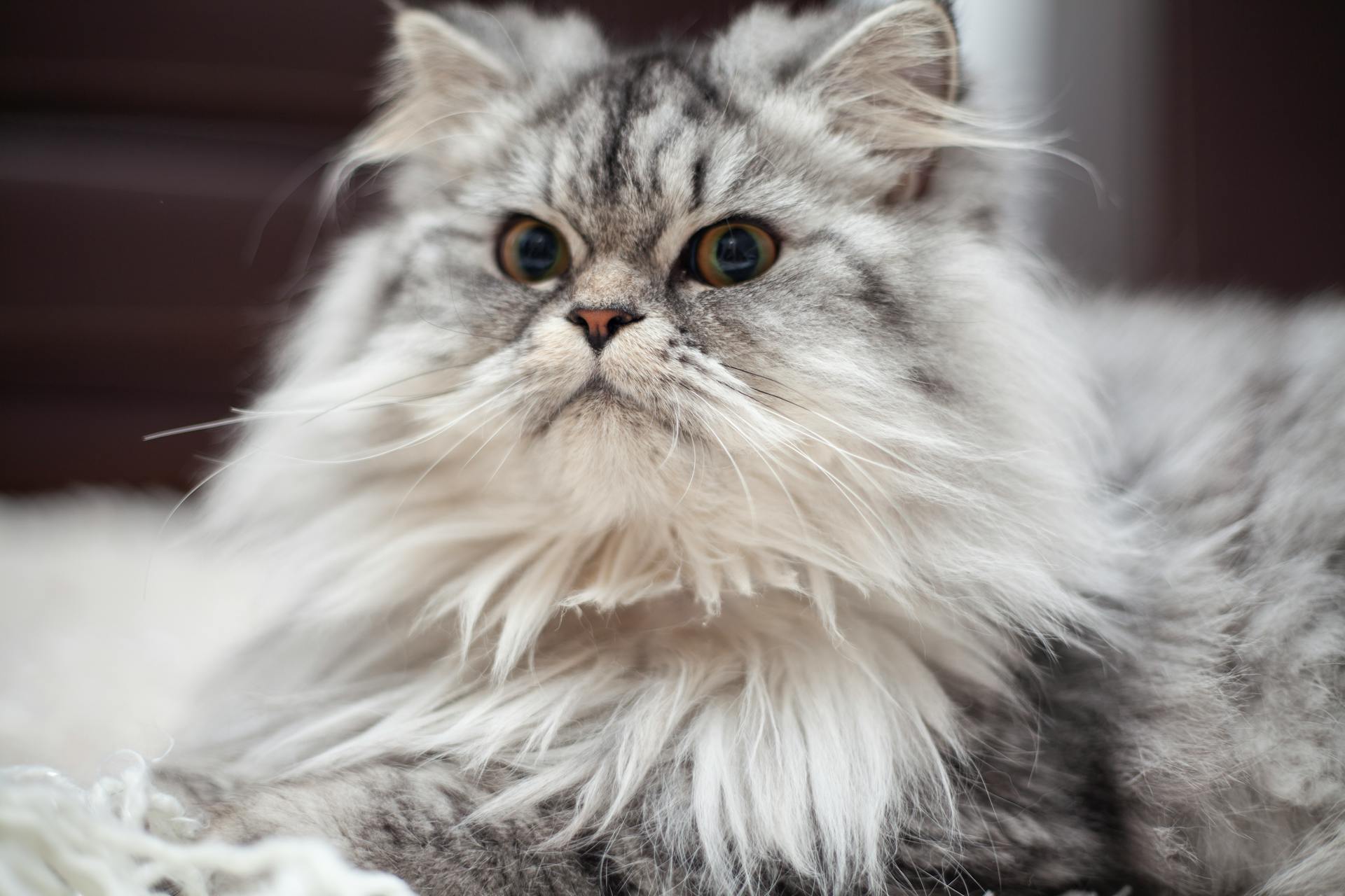 Kucing persia