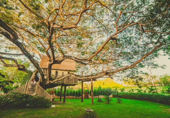 Rumah pohon