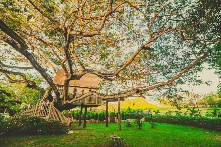 Rumah pohon