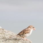 burung pipit