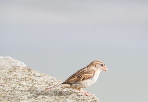 burung pipit