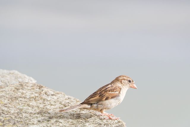 burung pipit