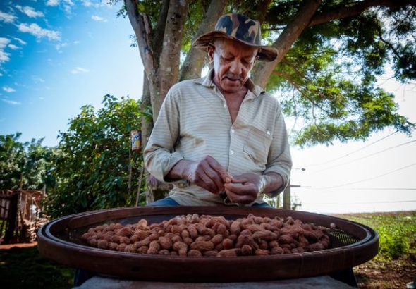 tips mengupas kacang