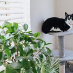 Cat tower