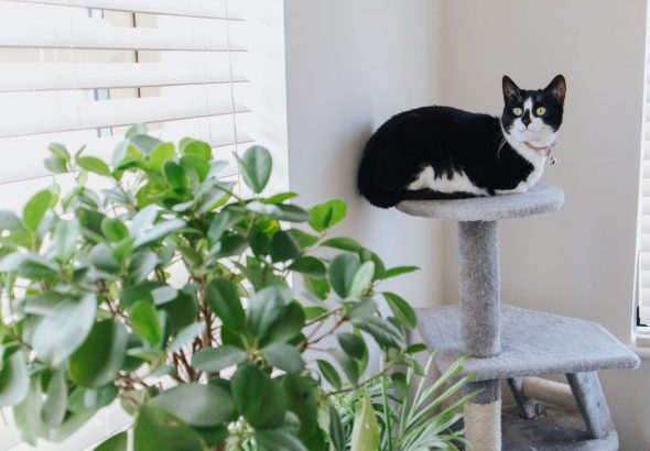 Cat tower