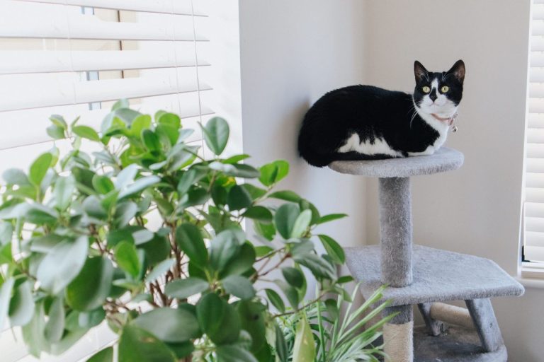 Cat tower