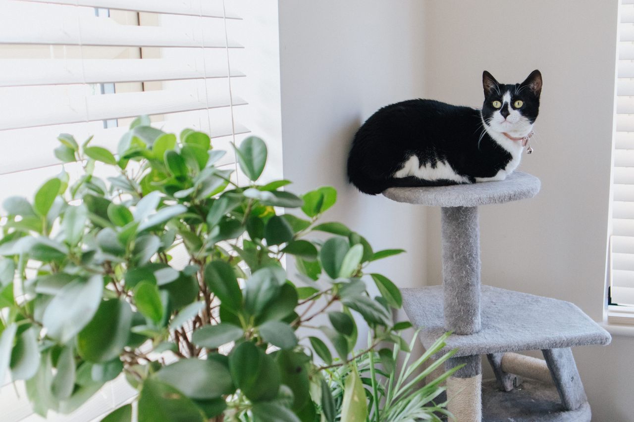 Cat tower