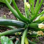 tips menanam zucchini