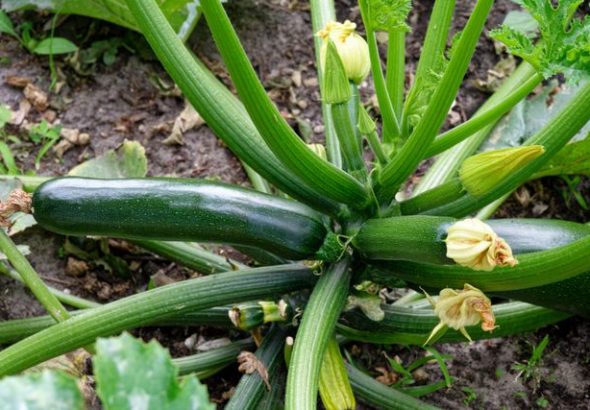 tips menanam zucchini