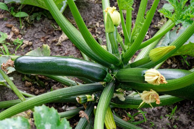 tips menanam zucchini