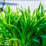 daun pandan