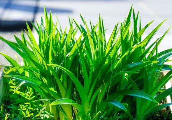 daun pandan