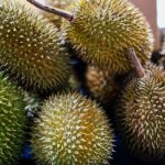 tips memilih durian matang