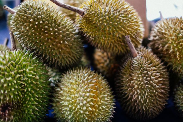 tips memilih durian matang